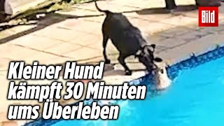 Hund rettet seinen Freund vor dem Ertrinken herzzerreißend 💔 [upl. by Strain]