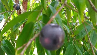 jabuticaba azul myrciaria vexator exótica colheita degustação e preço [upl. by Shanks800]