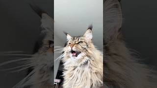 Maine Coon cat barking at birds  ekekekkekkek animals viral [upl. by Yrakcaz]