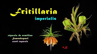 Fritillaria imperialis Pollination Samenkapsel Seed Capsule Cápsula 4K trilingual [upl. by Oiznun45]