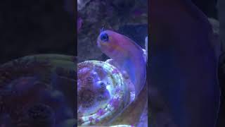 Midas Blenny lovely fish 🐠 aquarium marineaquarium fish reefaquarium clownfish fishtank [upl. by Baron62]