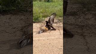 Eagle fly down and trying hunt a big roaster 🦅youtube hunting birds youtube youtubeshorts [upl. by Oinigih476]