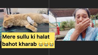 Mere Sullu ki halat bahot kharab 😭😭😭 cat catlover persian vlog blogger [upl. by Airekal]