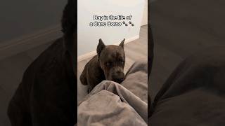 Day in the life of a Cane Corso shorts fyp [upl. by Atnwahs]