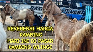 UPDATE HARGA KAMBING HARI INI‼️SELASA 12 NOV 2024 DI PASAR HEWAN TERPADU WLINGI BLITAR JATIM [upl. by Nady]