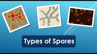 Types of spores [upl. by Eiramlatsyrk]