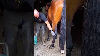 This man cleaned a horses leg for a race shortsvideo [upl. by Ridinger]