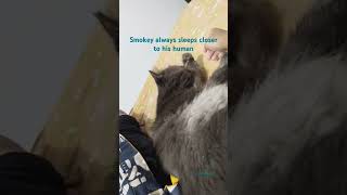 Smokey chipku love trending smokey [upl. by Wilinski986]