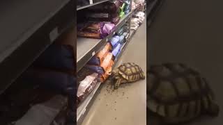 Fastest Robbery Ever  UK OFFLICENCE  🤣🤪 🐢 offlicence shortsviral animalfunny [upl. by Rhys89]