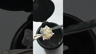 Flower Balls with Deert and Dried Flowers handmade jewelry resin [upl. by Oriaj]