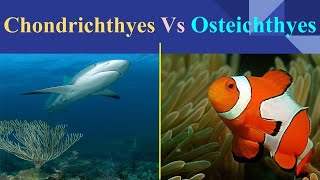 Chondrichthyes Vs Osteichthyes [upl. by Airtemed]