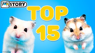 Top 15 Best Hamster Shorts 🐹 Homura Ham Pets [upl. by Anits698]