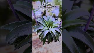 空氣鳳梨醬爆小精靈 Tillandsia ionantha var vanhyningii  Air Plants in Taiwan [upl. by Stormie]