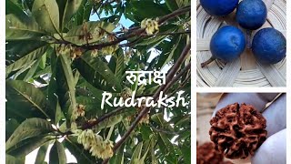 रुद्राक्ष  Brisbane  Australia  Rudraksha  Elaeocarpus ganitrus  Shiva  Positivity  Beads [upl. by Sibell]