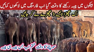 How to start Cattle Farming Business  Low Cost Prices Sahiwal Cholistani CalfVacha Bachra Plan [upl. by Nagyam]