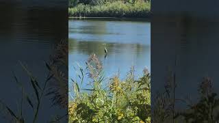 Spectacular footage of an extremely focused great blue heron bird standing motionless in a lake [upl. by Atteval794]