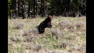 Yellowstone Grizzly Encounter offtrail May 17 2024 [upl. by Saxet]