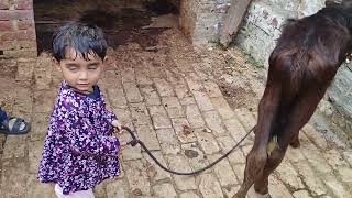 वामिका ने पिलाया बछिया को पानी 🐃 Vamika First Village Trip  village trip youtube viral video [upl. by Preiser645]