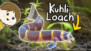 Kuhli Loach Care  Beginners Guide [upl. by Labinnah]