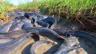 amazing a fisherman skill catch fish a lots in rice field by hand catch fish after harvest [upl. by Minni559]