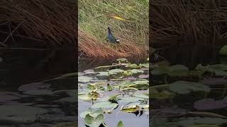 Purple Gallinule EvergladesNPS [upl. by Lanrev430]