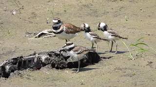 Killdeer chicks at Community Park [upl. by Kristine]