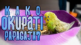 Kako okupati Papagaja  Kupanje Tigrice [upl. by Iturk]