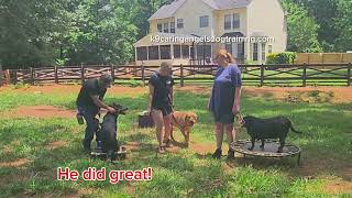 Bog boy heeling around the other dogs K9caringangelsdogtrainingcom [upl. by Ushijima]