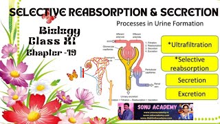 Selective Reabsorption amp Secretion  Chap  19  class11 biology neet education [upl. by Enellek257]