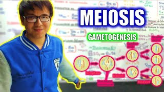 BIOLOGÍA FREE   MEIOSIS  GAMETOGÉNESIS 👉😍🌿 [upl. by Conyers]