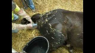 Pregnant Thoroughbred Mare in Labor Horse Giving Birth Foaling a Baby Colt [upl. by Meesan]