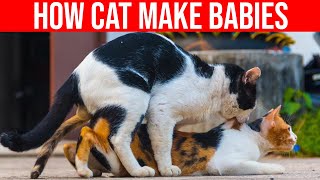 How Cat Make Babies Cat Mating All Cats [upl. by Nylsej]