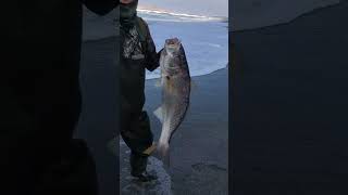 Corvina para el CEVICHE fishing corvina shortvideo shorts [upl. by Aslin]