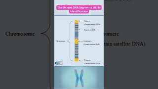 DNA Profiling DNAFingerprinting PCR GelElectrophoresis CapillaryElectrophoresis DNAAnalysis [upl. by Ecertal]