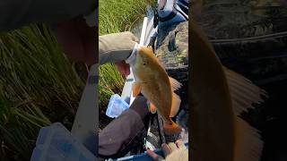 Catching Redfish With A Popping Cork  Saltwater Kayak Fishing fishing kayakfishing redfish [upl. by Tamas565]