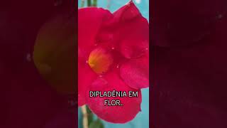 DIPLADÊNIA EM FLOR [upl. by Ulrich]