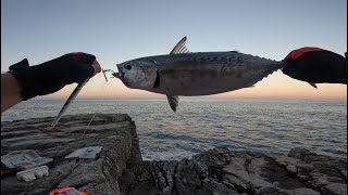 Shore jigging Montenegro Little Tunny 13 kg [upl. by Eicnarf]