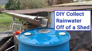 Harvesting Rainwater off a Shed DIY 55Gallon Barrel Setup [upl. by Delisle]