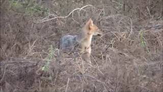 E 2 Lov čaglja u Hrvatskoj  Hunting Golden Jackal in Croatia [upl. by Branca]