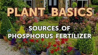 Sources of Phosphorus Fertilizer [upl. by Chapell]