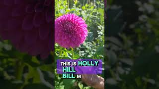 Big old DAHLIAS HayleyAlexis dahlias comedy funny utah plantaddict gardendesign [upl. by Aynod593]