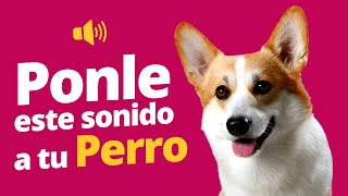 Ruidos Para Perros  Ponle Este Sonido A Tu Perro [upl. by Aicilic497]