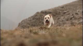 Cane labrador dorato felice giocoso che corre nellerba nelle montagne [upl. by Enoved]