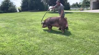 Shipley Swine Genetics Duroc Boar “Built Tough” at 14 months old [upl. by Farlie]