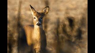 Whitetail Deer Doe Bleat  Soft Doe Bleat  Sound Only [upl. by Aibara]