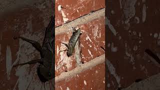 Melanoplus is a large genus of grasshoppers insectworld insectshorts grasshoppers insectsfacts [upl. by Gabey]