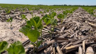 Choosing the Right Herbicide Can Help Boost Yield Potential [upl. by Zeph]