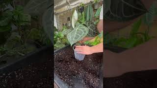 Anthurium Clarinervium Repot [upl. by Llennoc]