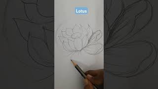 Lotus Sketch drawing pencildrawing art sketch [upl. by Yeliah]