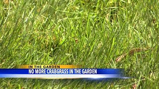 In The Garden Crabgrass in your lawn [upl. by Freda]